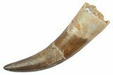 Fossil Plesiosaur (Zarafasaura) Tooth - Morocco #370498-1